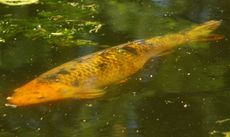 koi-karpfen_8036.jpg